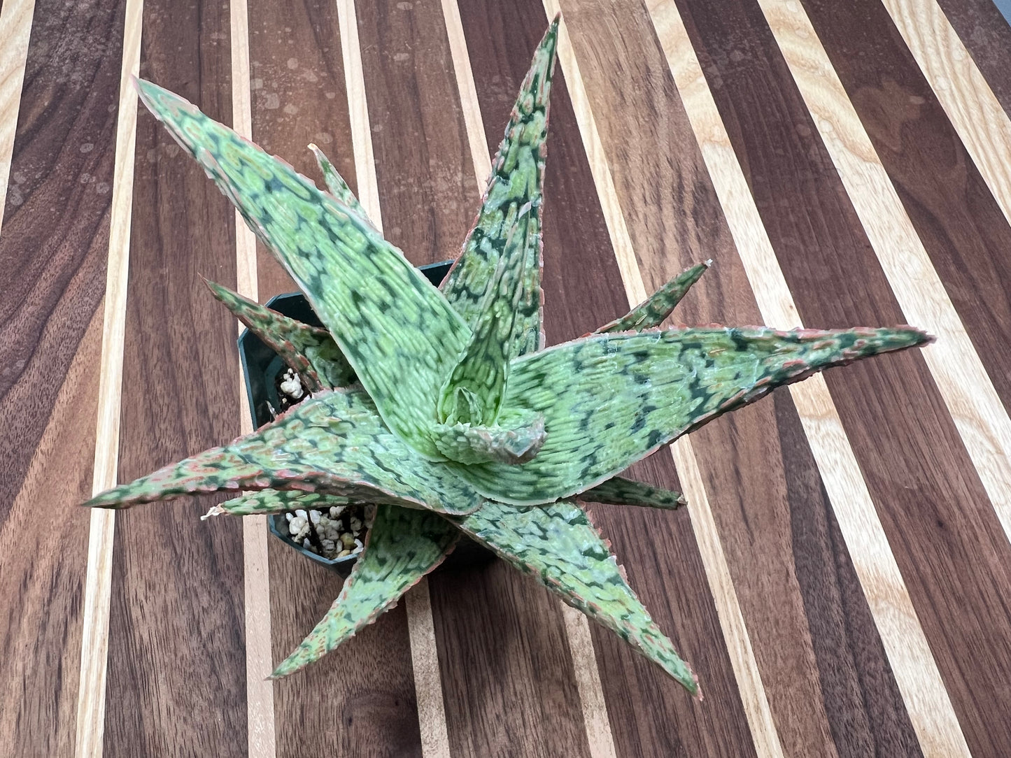 Aloe-White (cosmo aloe)