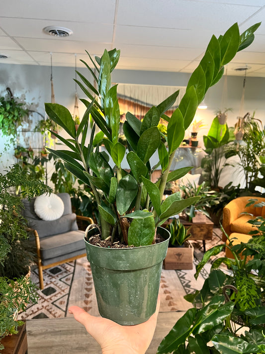 ZZ plant (6inch)