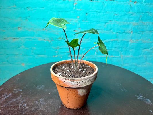 Alocasia Stingray 4” Clay
