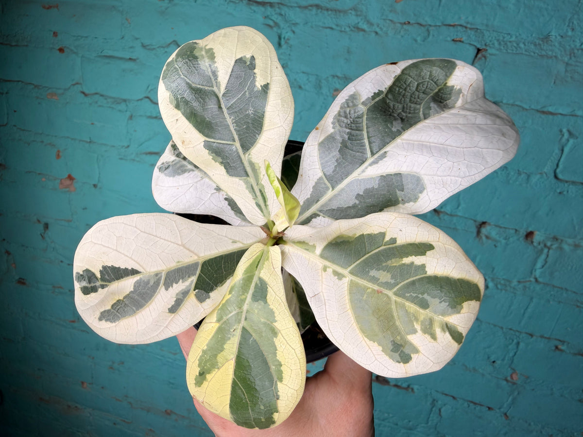 Ficus Lyrata Variegated 4”