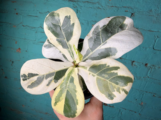 Ficus Lyrata Variegated 4”