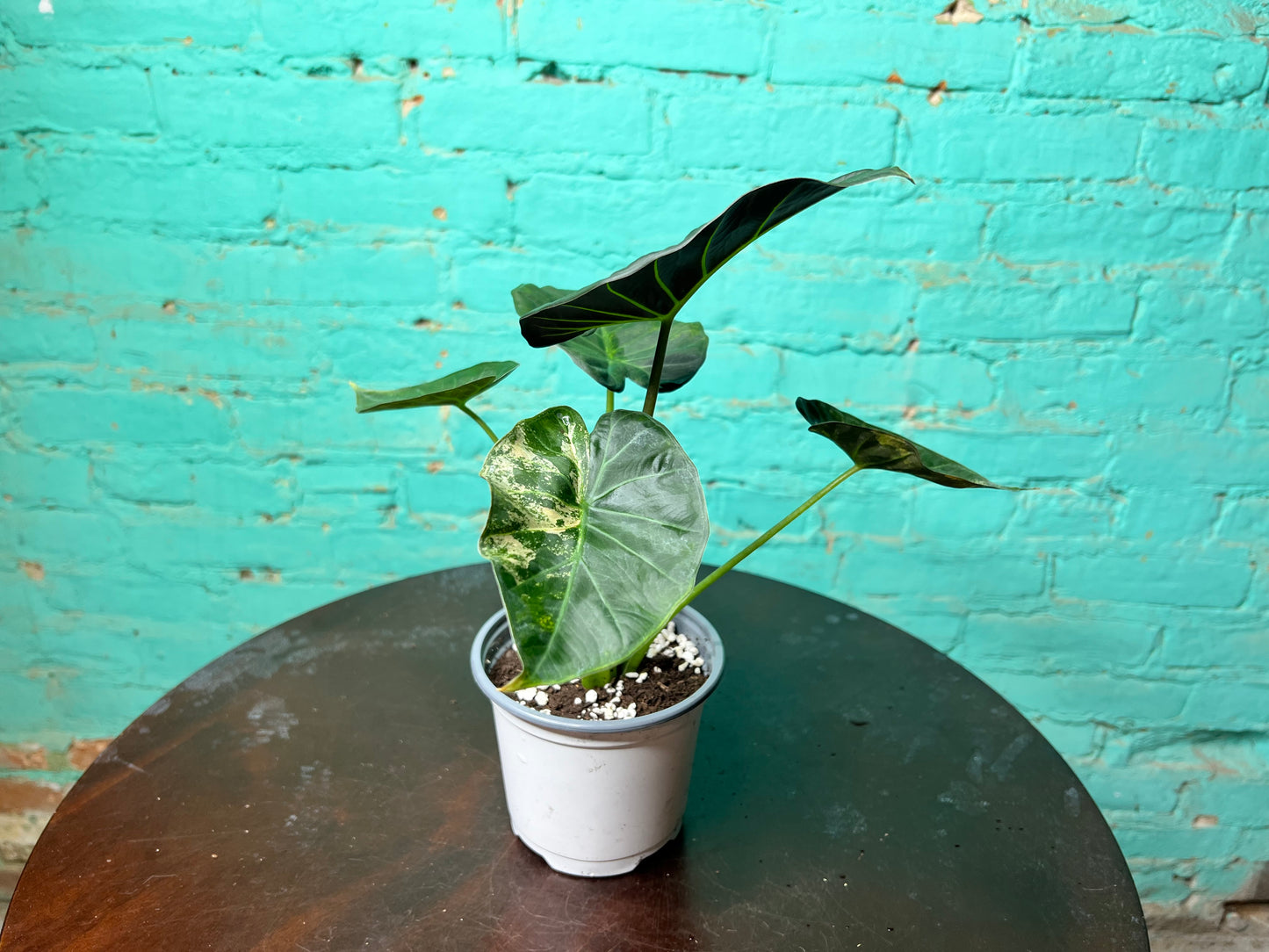 Begonia Maculata- Silver Polka Dot 4”