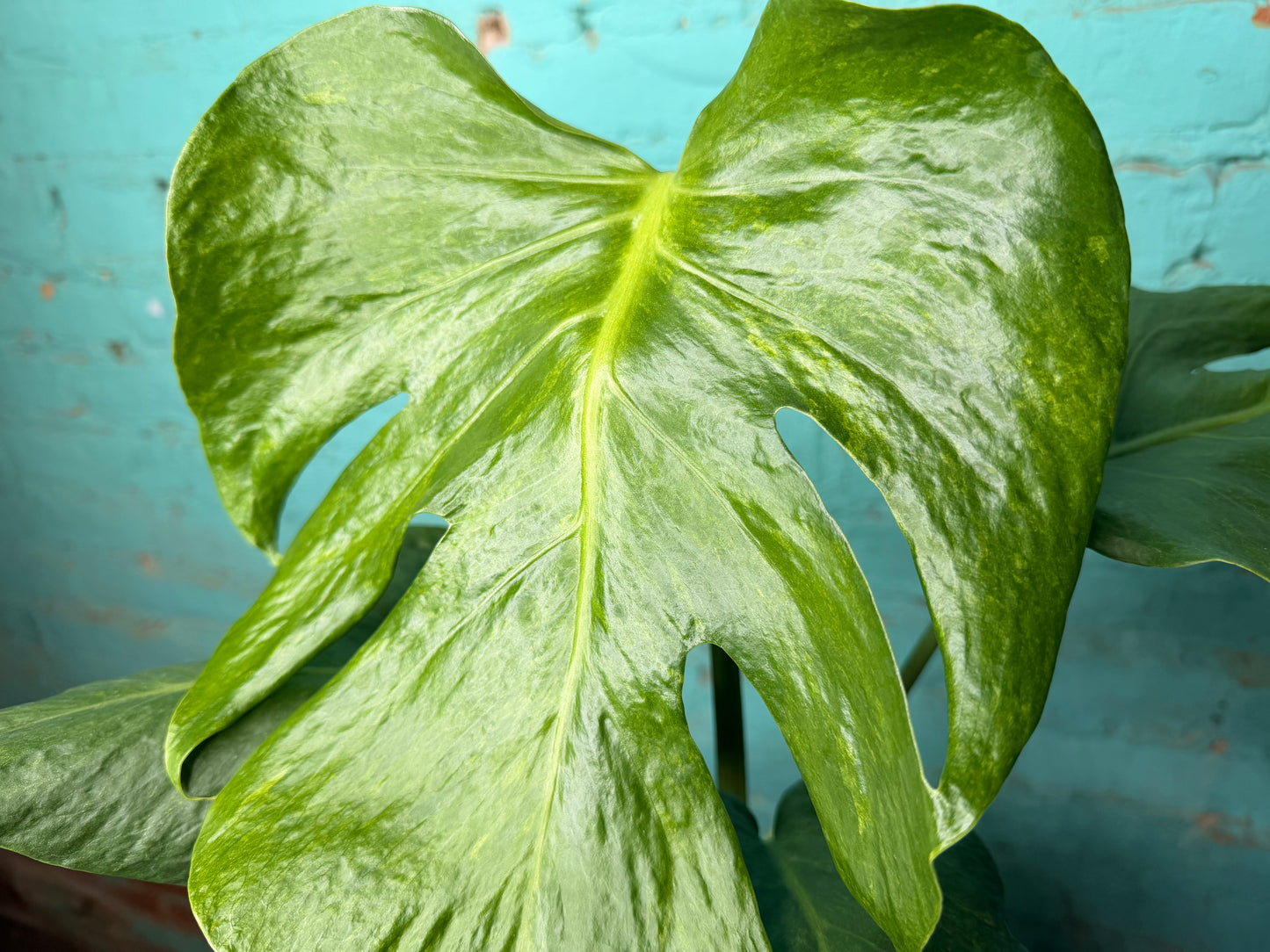Monstera Green on Green 8”