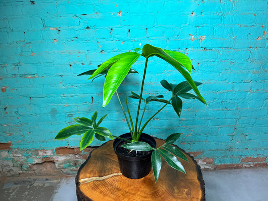 Philodendron- Goldeii 6” (one Large) Finger leaf