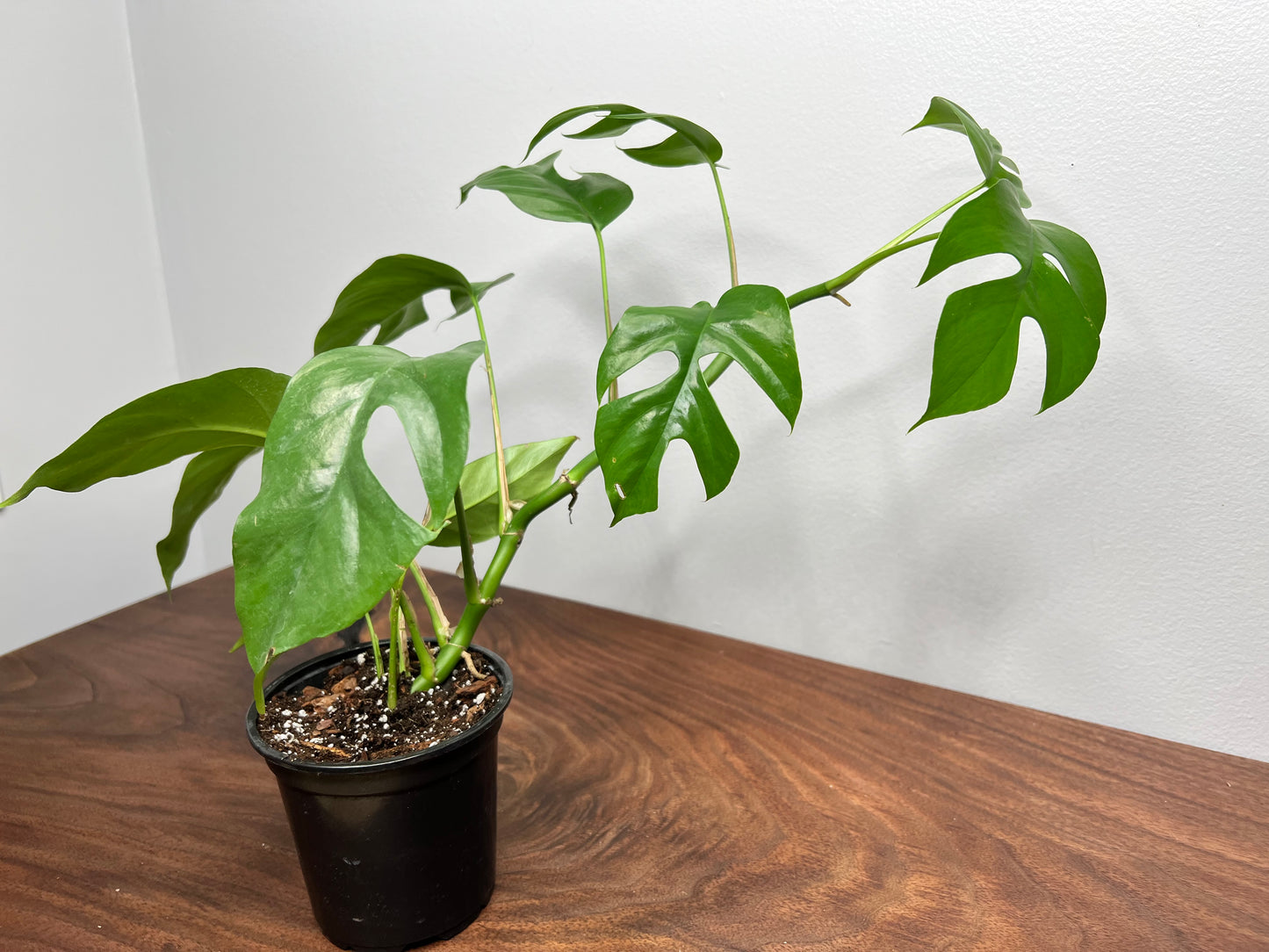 Rhaphidophora
Tetrasperma -Mini Monstera