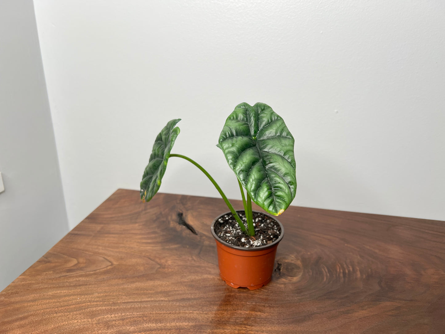 Alocasia Quilted Green