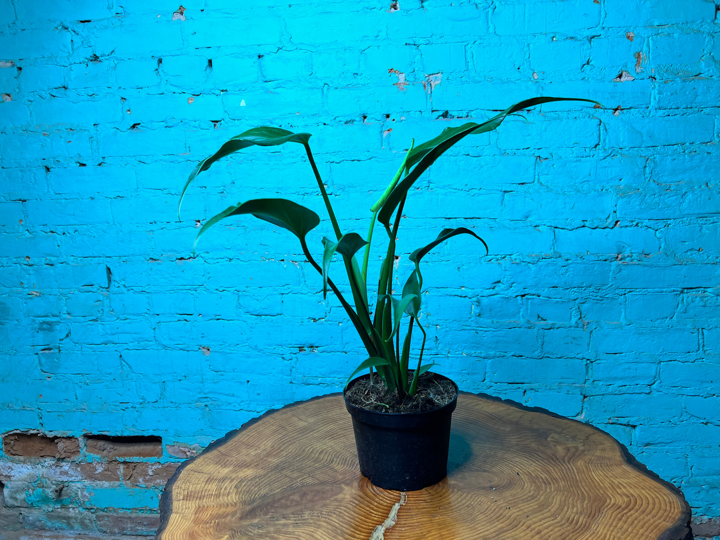 Monstera Burle Marx Flame 6”