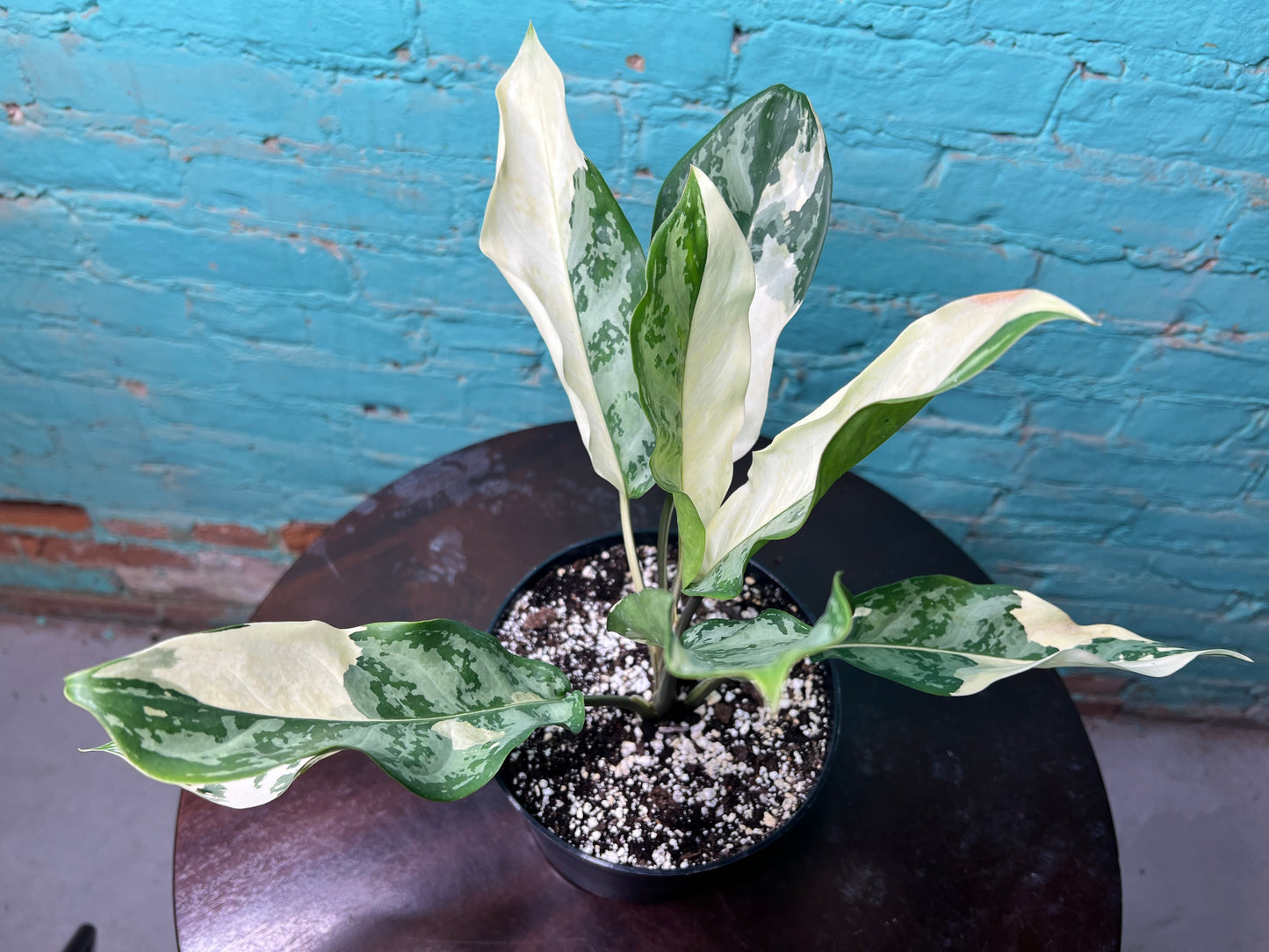 Aglaonema Manila Pride Variegated 6”