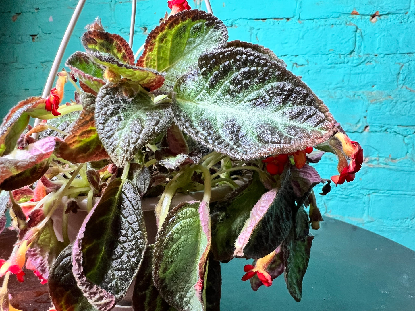 Episcia Cupreata-Flame Violet 6”