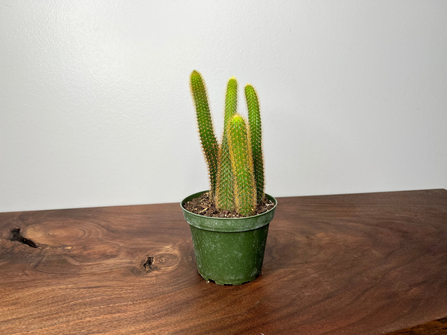 Rat Tail Cactus 4”