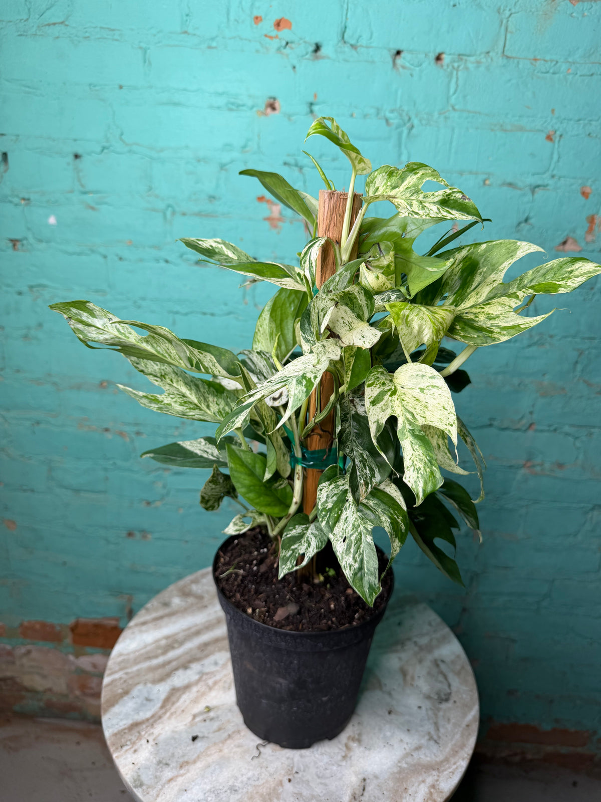 Epipremnum Pinnatum Marble Flame 6” totem
