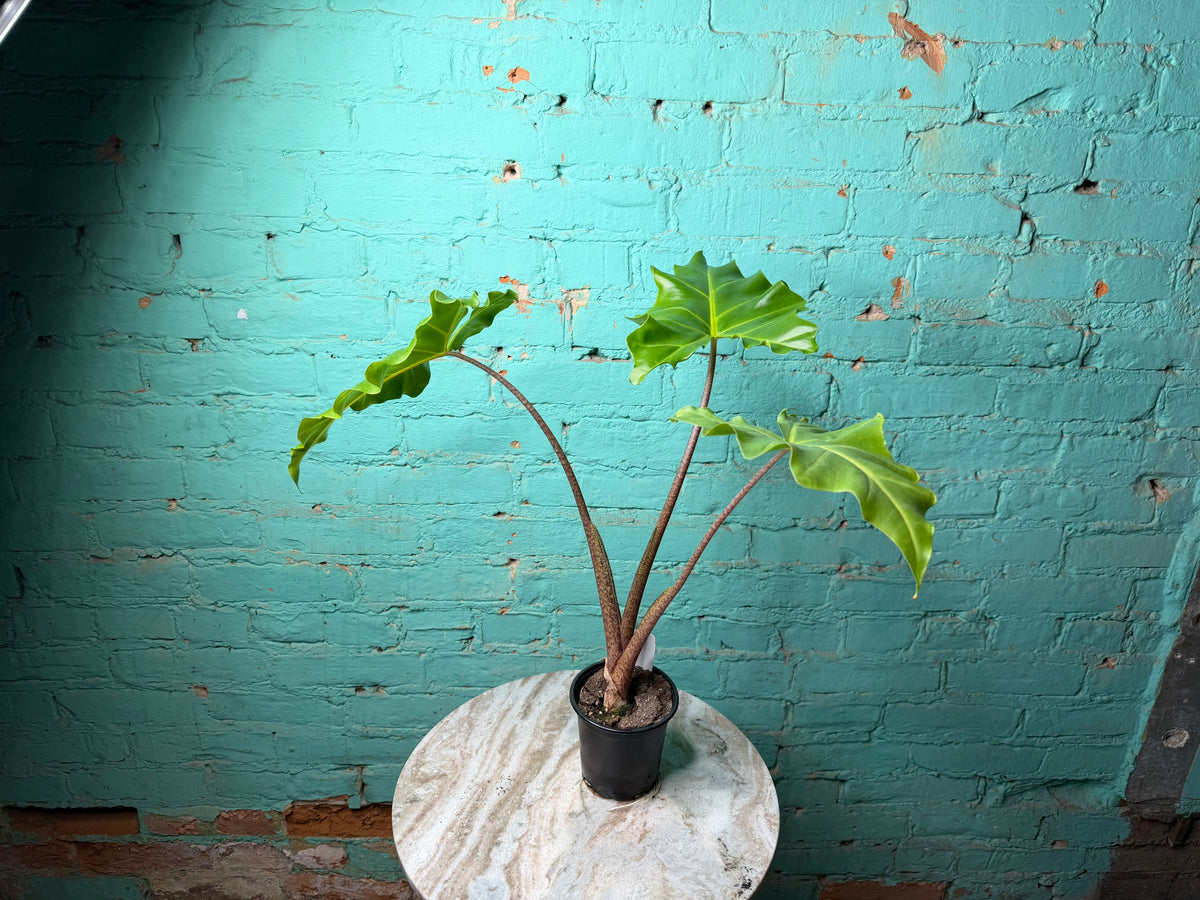 Alocasia Golden Dragon 4”