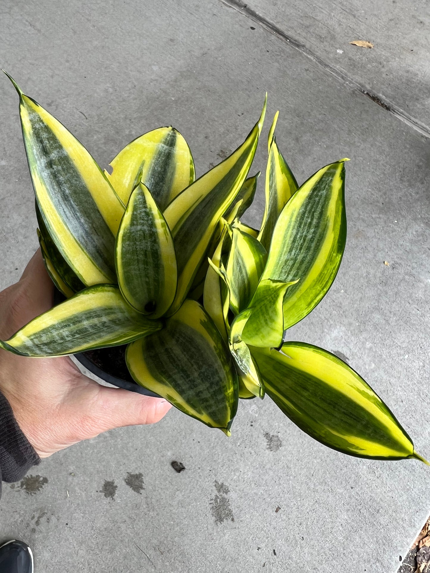 Snake plant  5”