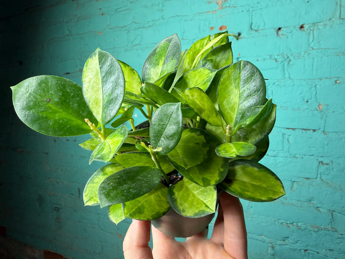Hoya Australis ‘Lisa’ 4”