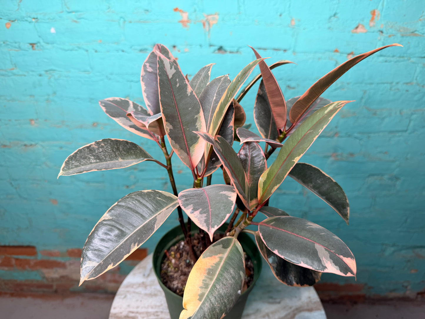 Rubber Plant-Ruby variegated pink 6”