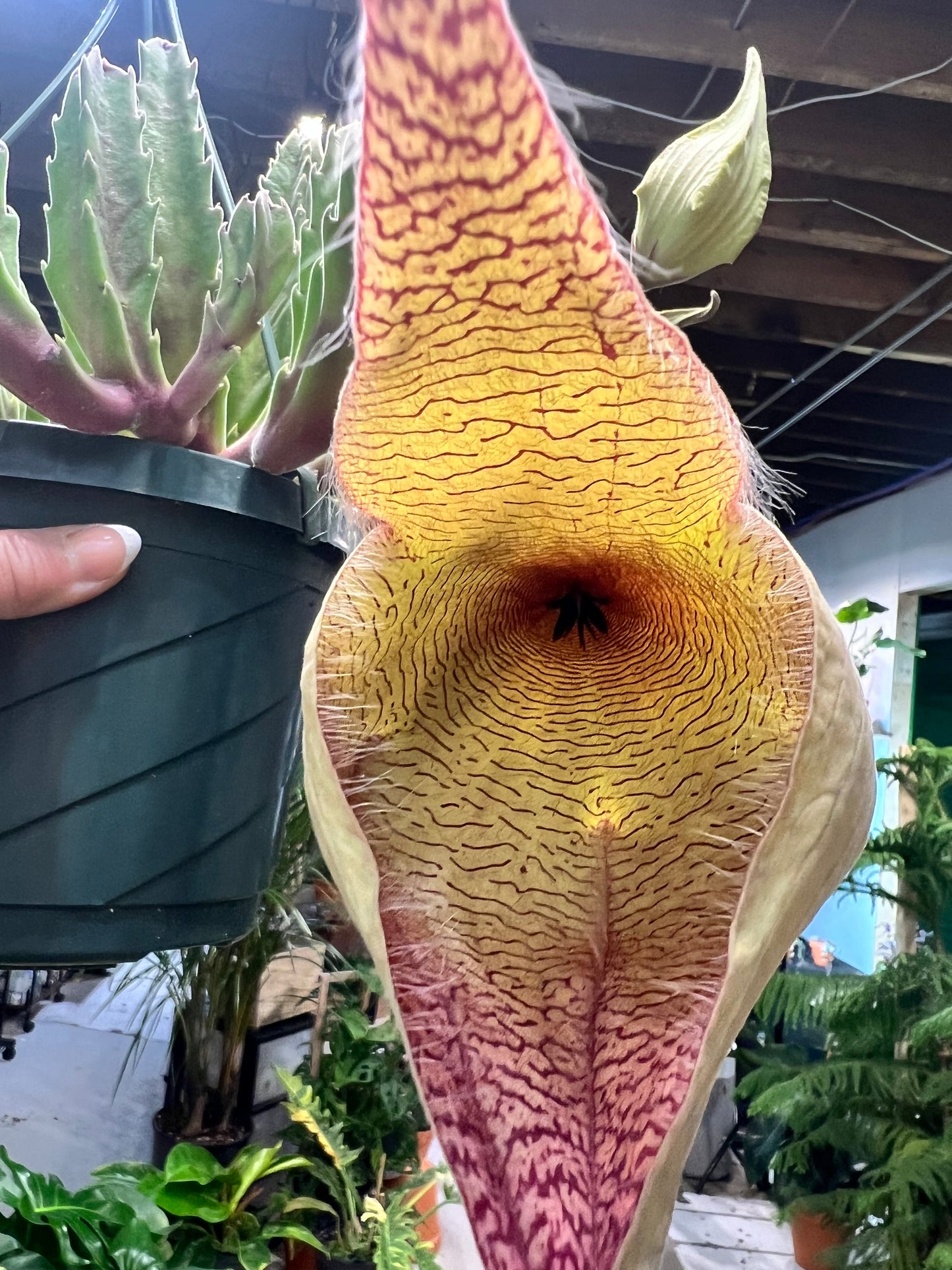 Stapelia Gigantea -Zulu Cactus 8” basket