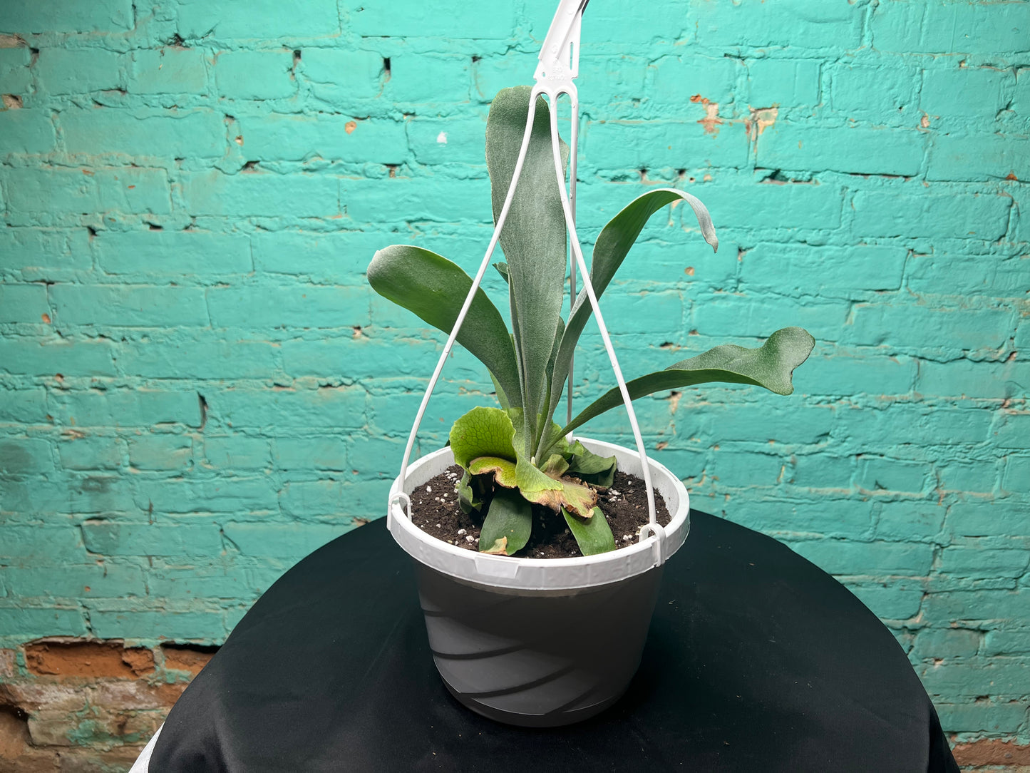 Platycerium bifurcatum -Staghorn Fern  8” basket