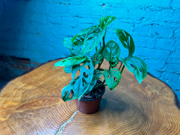 Monstera Adansonii (Swiss Cheese) 4”