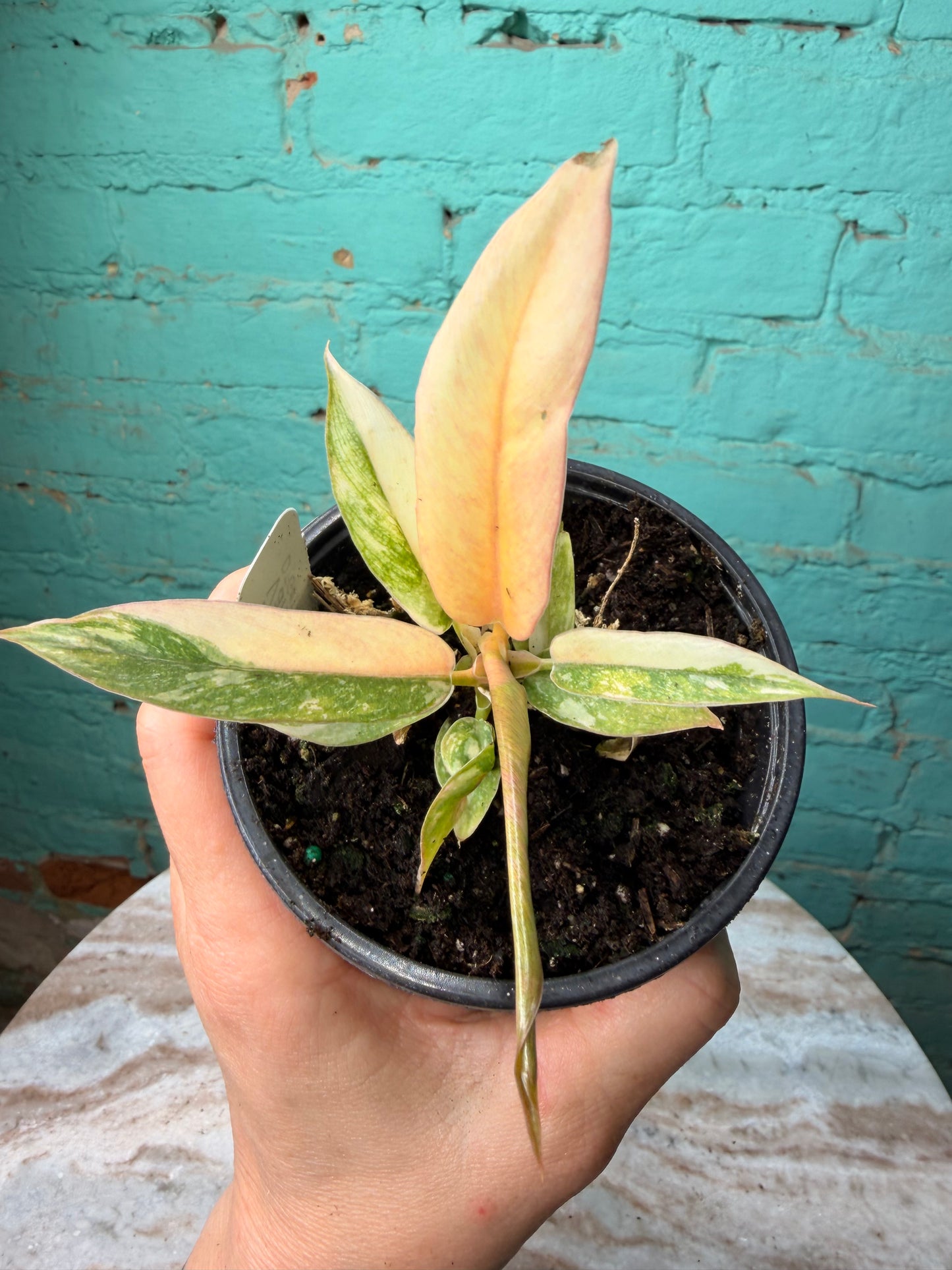 Philodendron Ring of Fire