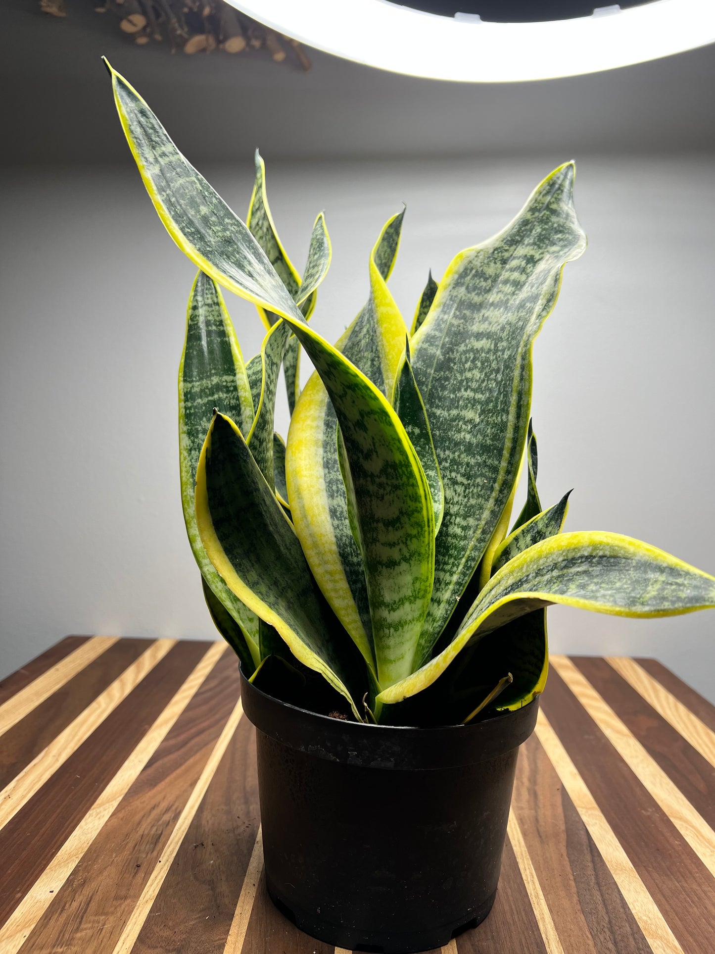 Snake Plant 6”