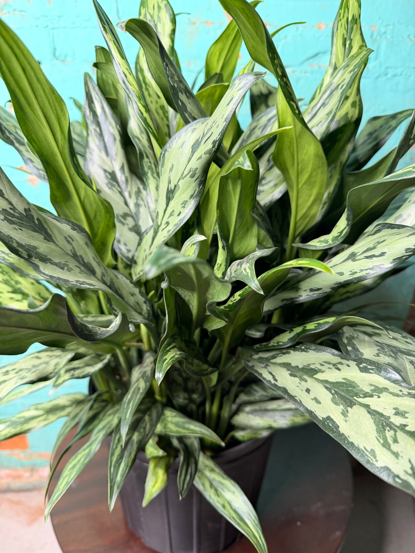 Aglaonema Maria 10”