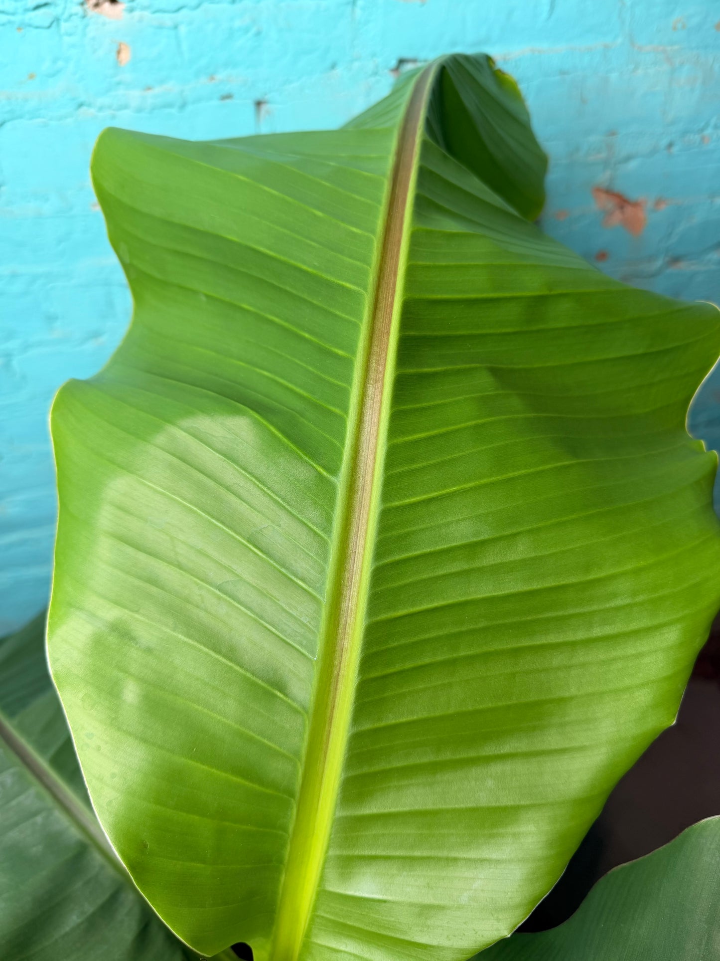 Banana Plant Ice Cream 10”