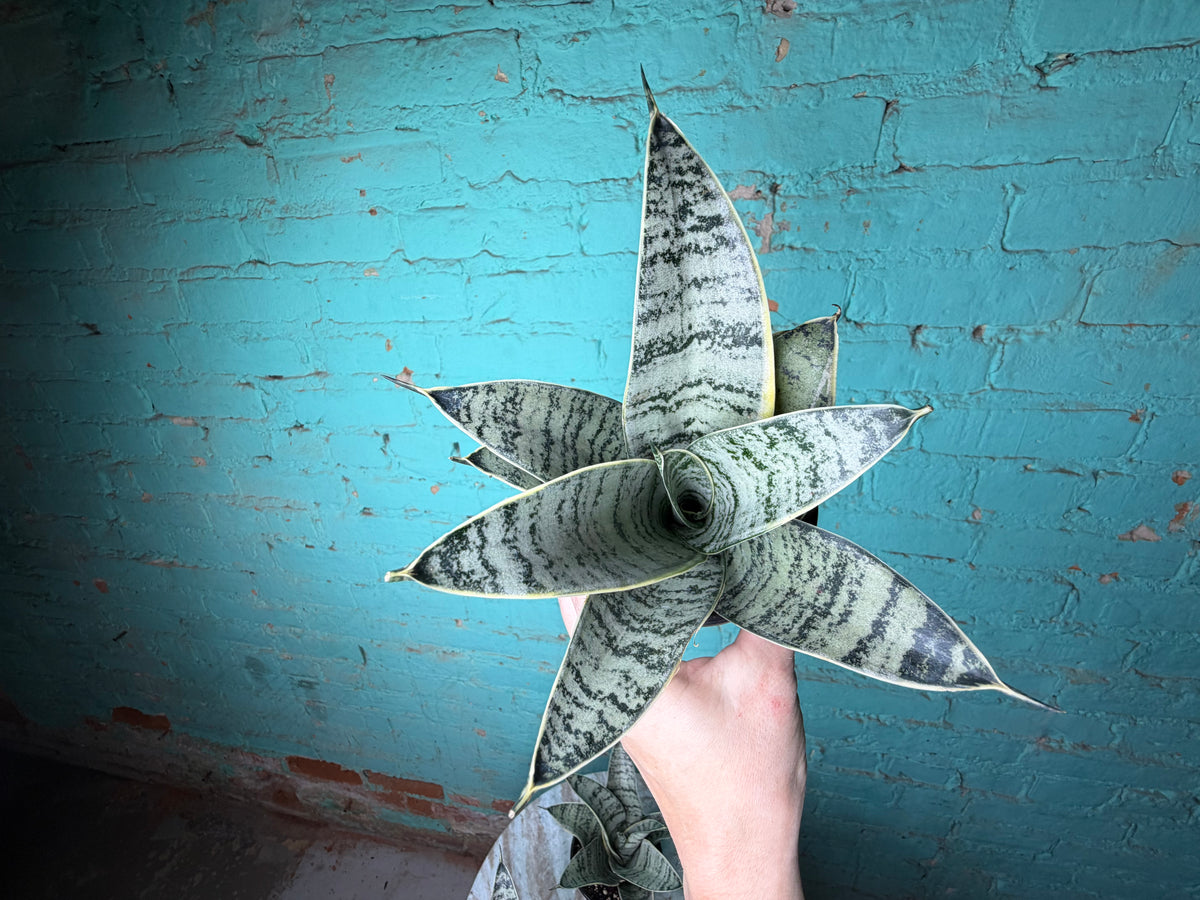Sansevieria “Snake Plant” 4”
