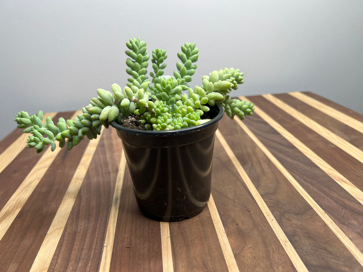 Donkey Tail 4”