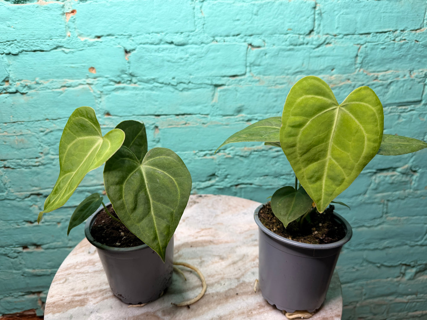 Anthurium Clarinervium 4”