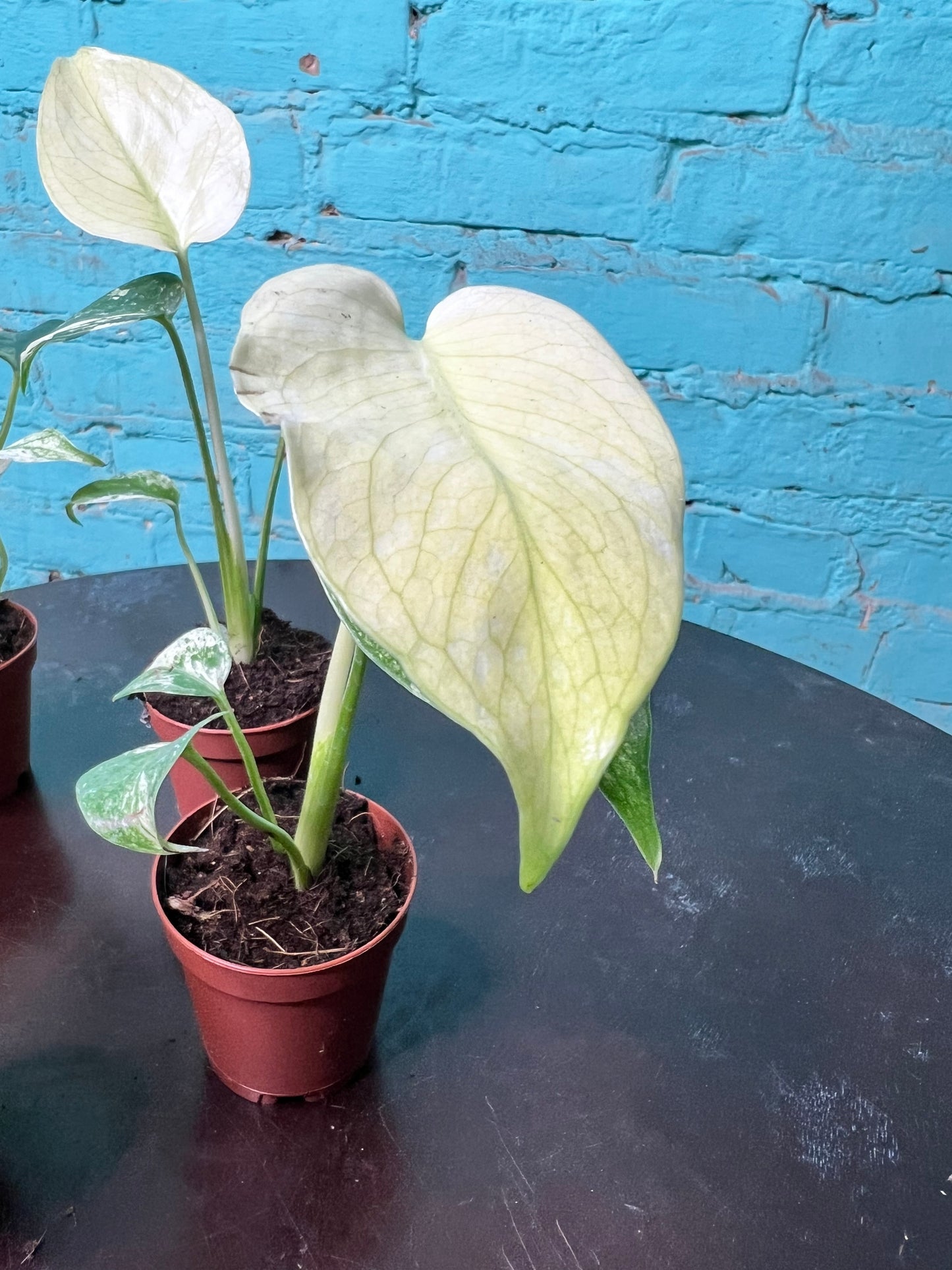 Monstera White Monster 3” (sold separately)
