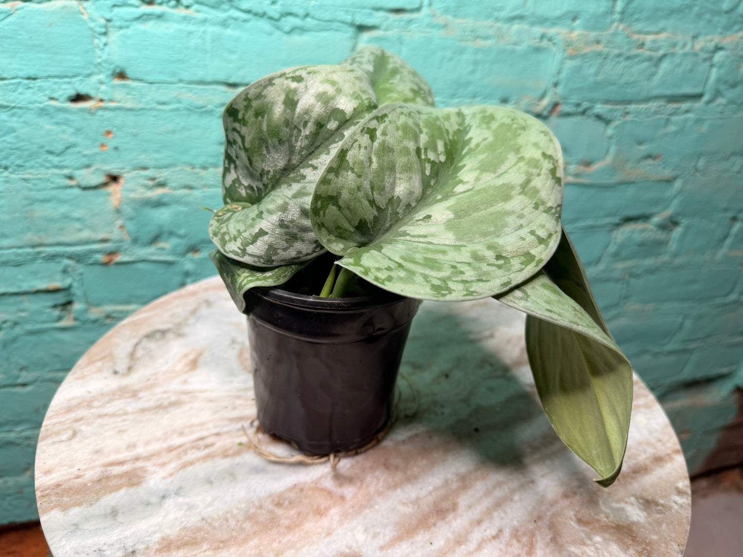 Scindapsus Pictus (Satin Pothos) 4”