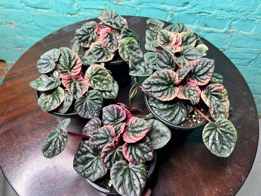 Peperomia Abicos 4”