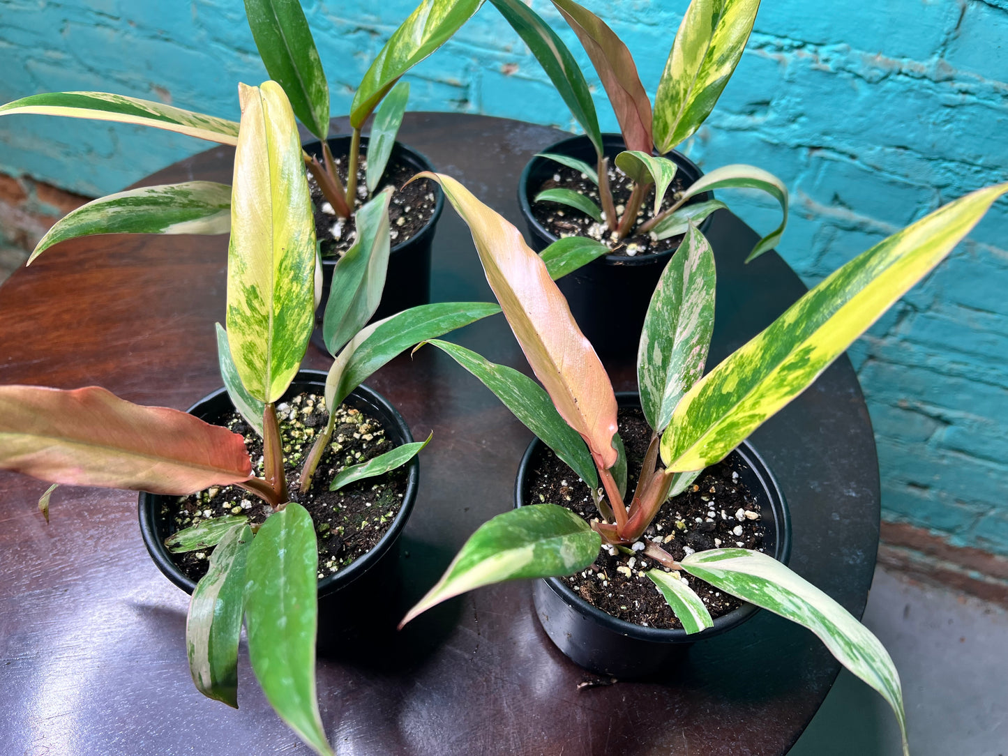 Philodendron Carmel Marble 4”