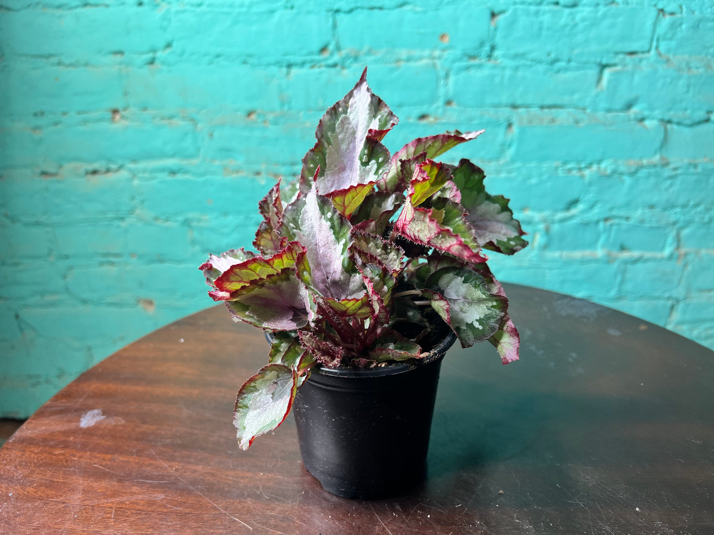 Rex Begonia “Red Robin”