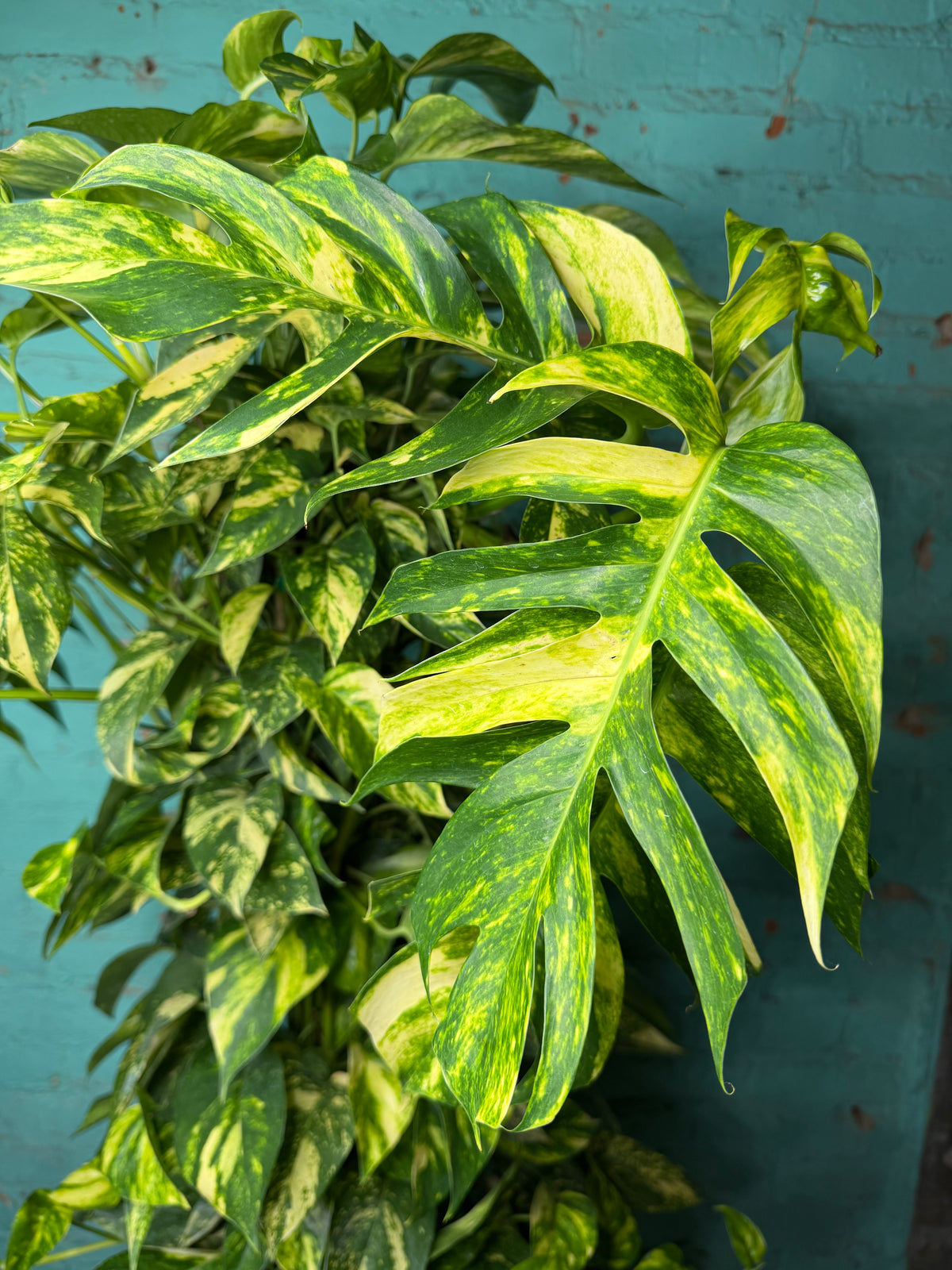 Epipremnum Pinnatum Yellow Flame 10” totem 47”