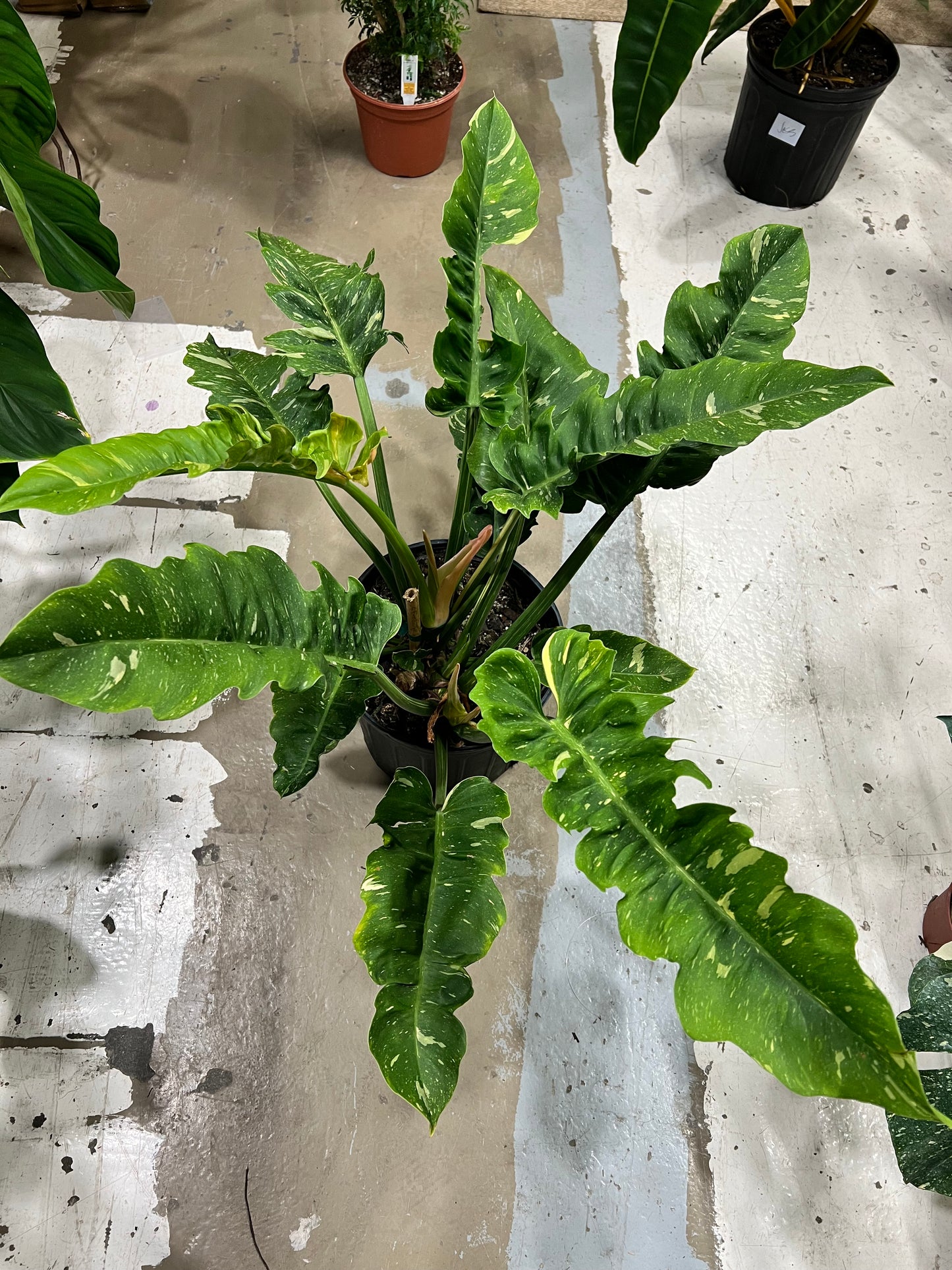 Philodendron Ring of Fire 10”