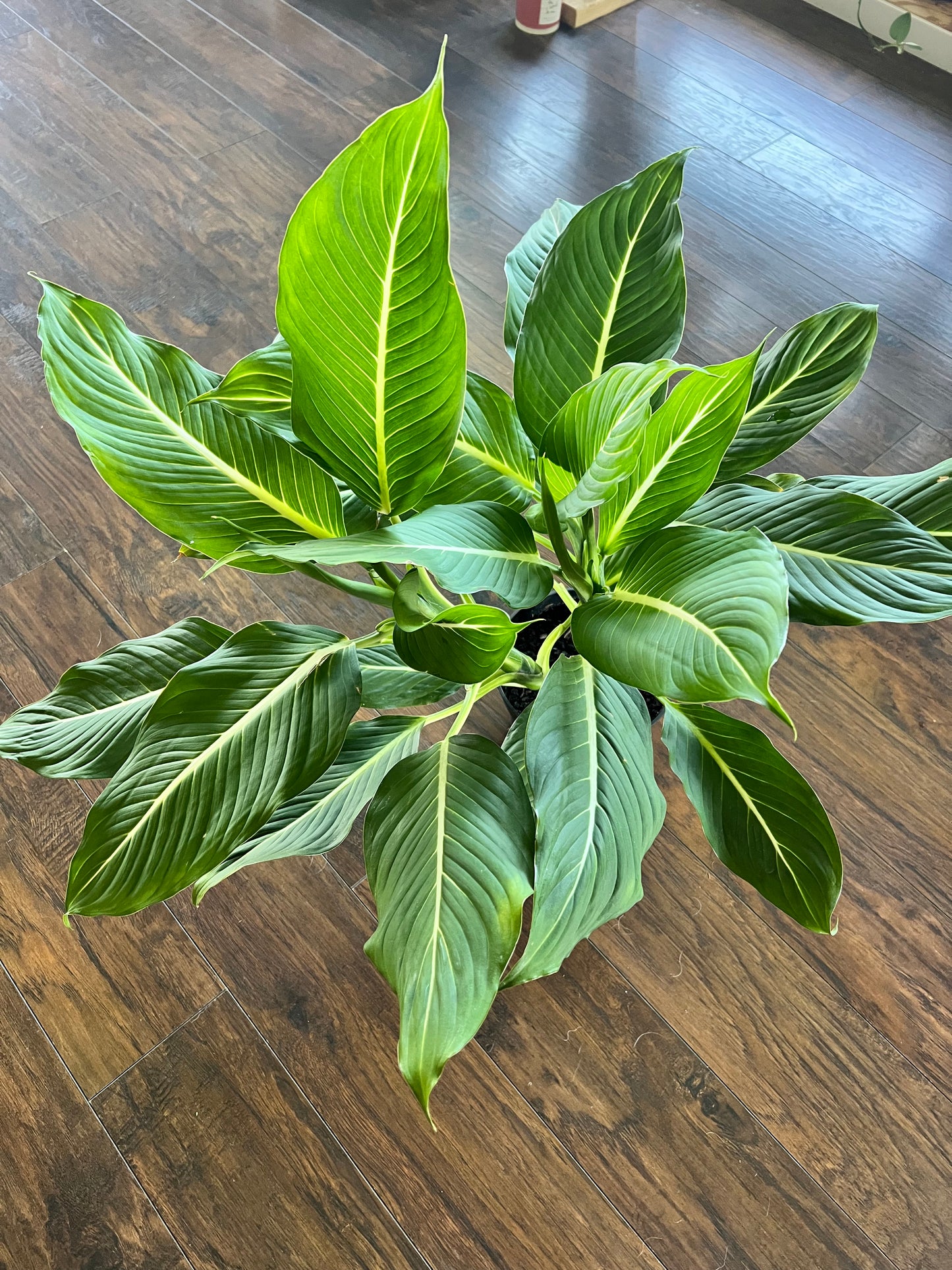 Dieffenbachia Green magic 8”