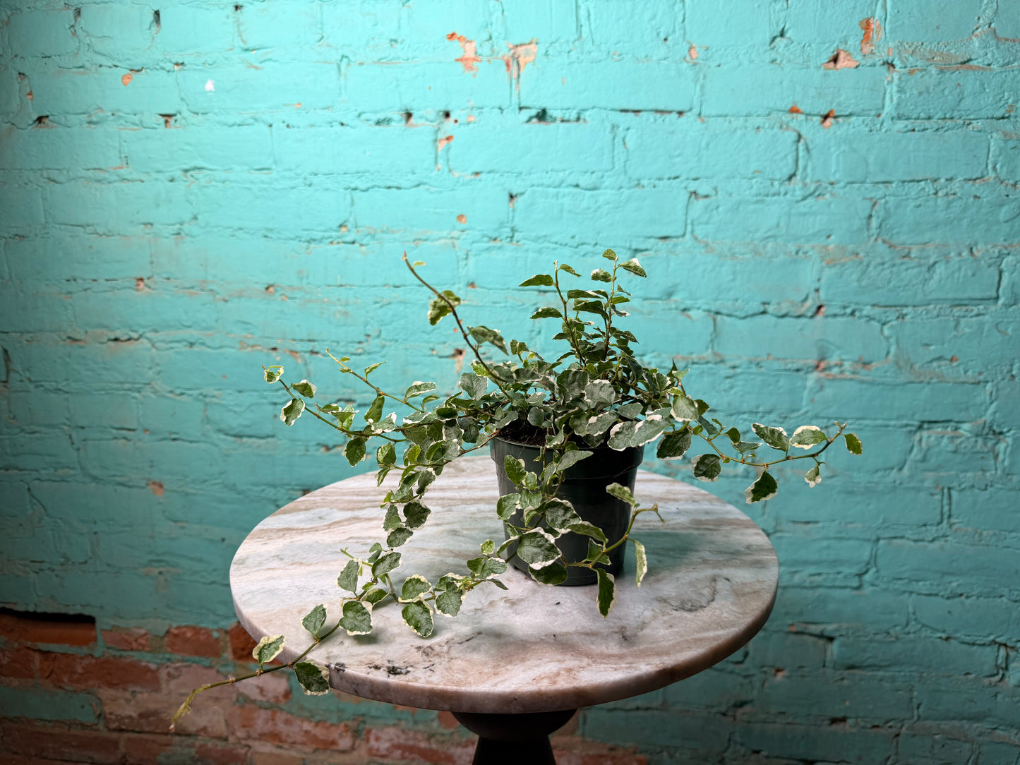 Creeping fig Variegated 4”