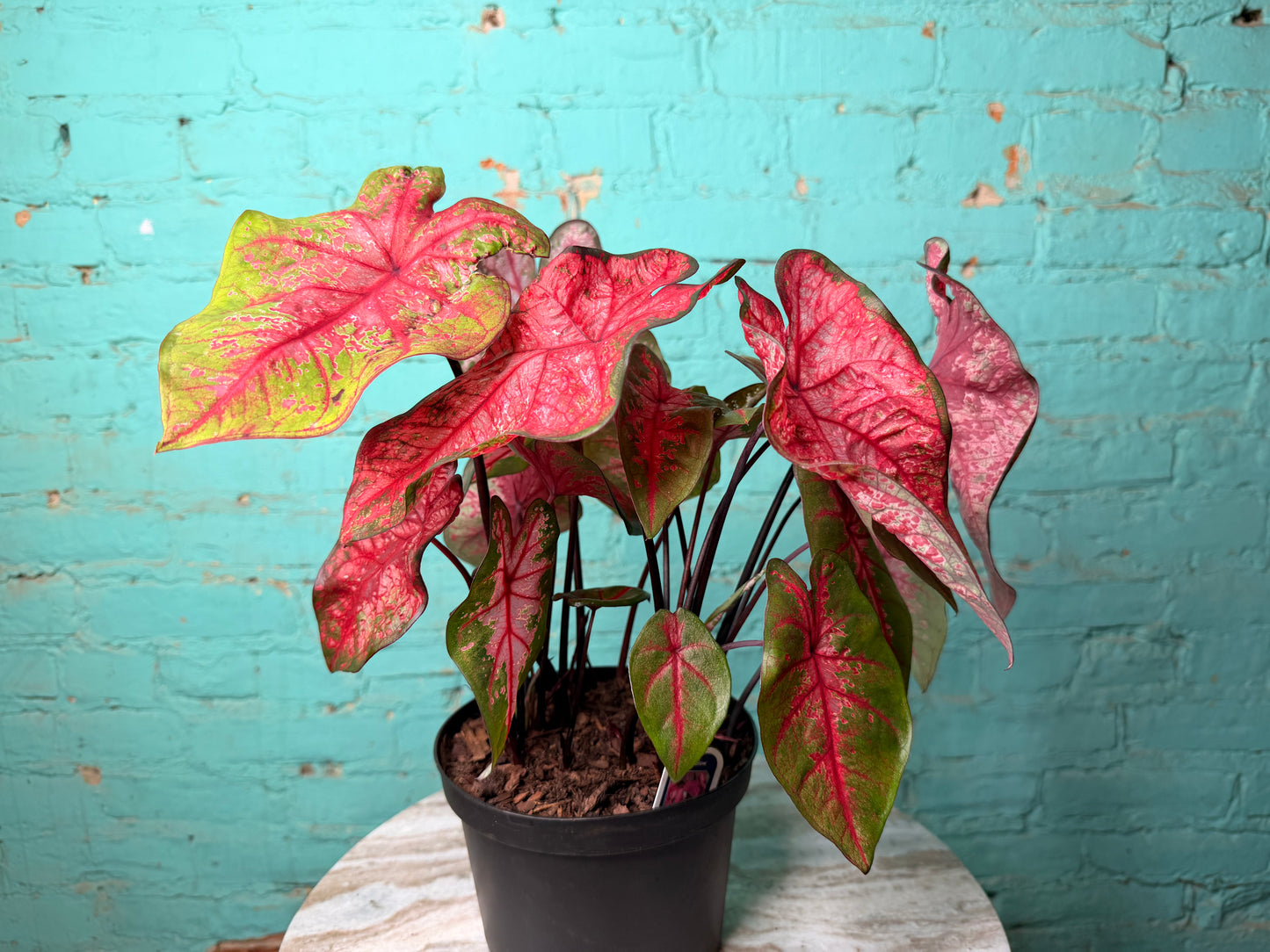 Caladium 6” ‘Lava Glow’