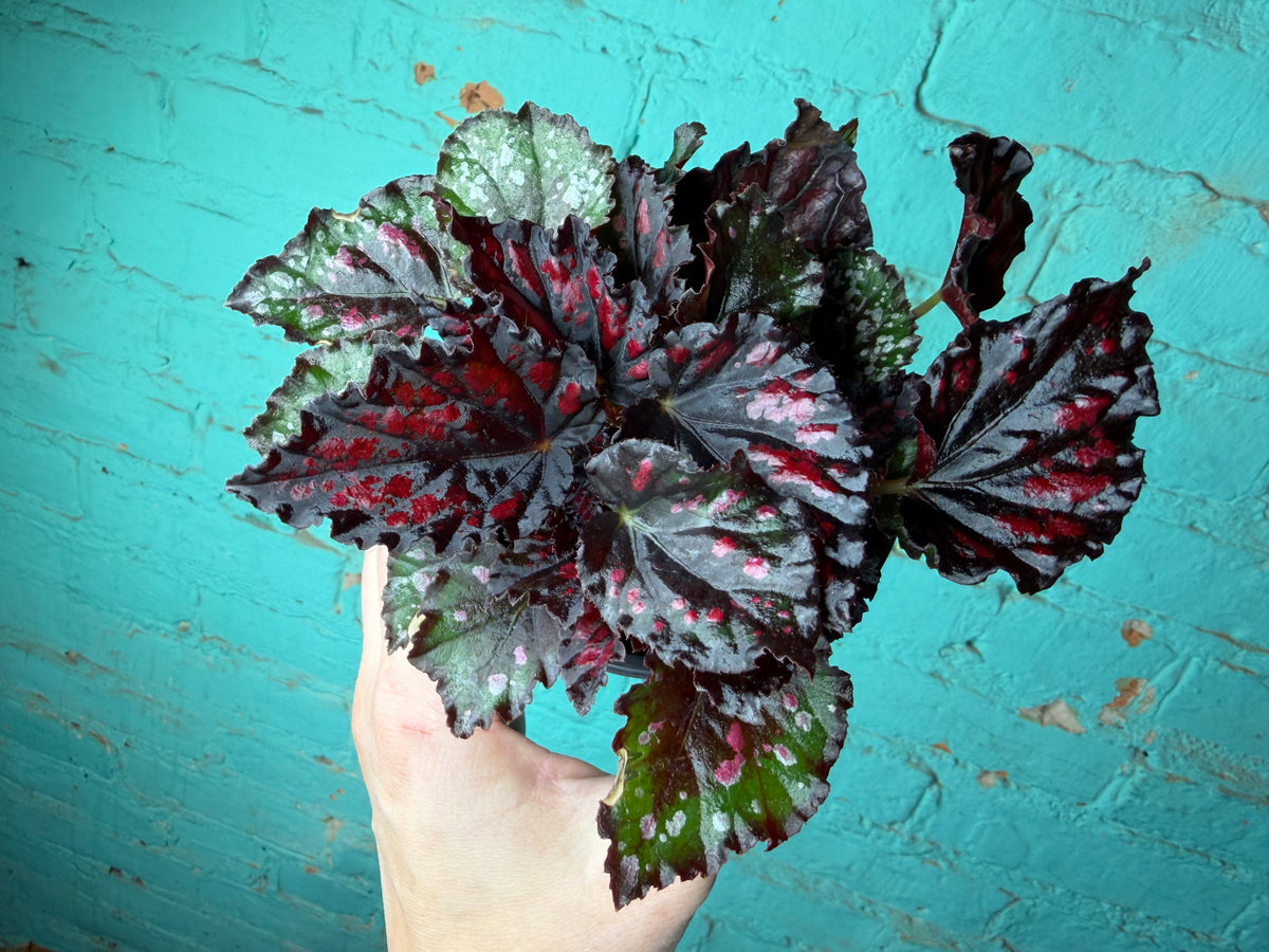 Begonia Rex  “Spirit of Madagascar ” 4”