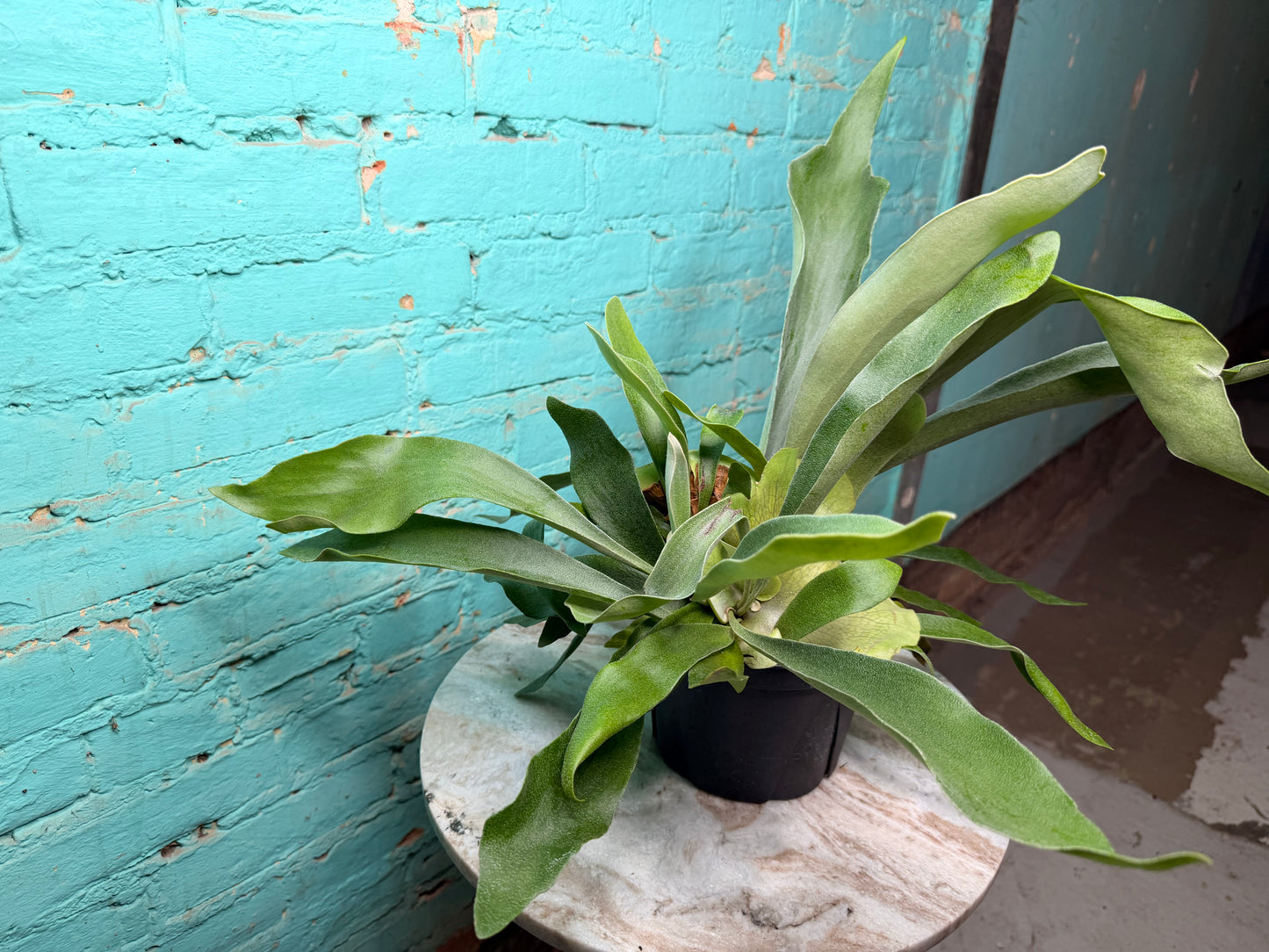 Staghorn Fern 6”