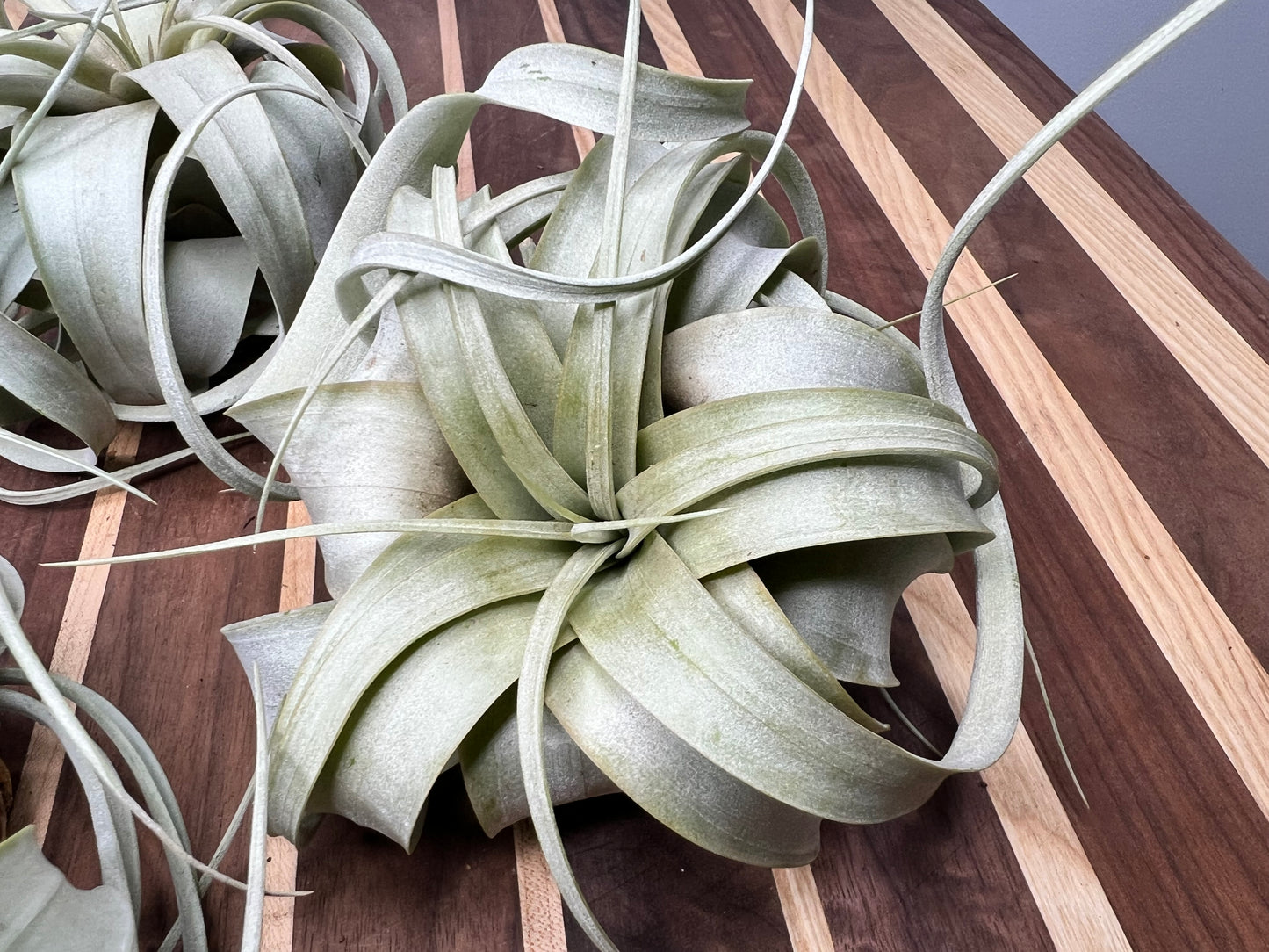Giant Tillandsia Xerographica (air plant)