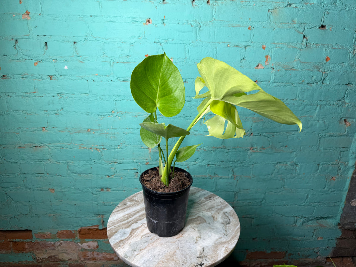 Monstera Deliciosa Golden Compacta 6”