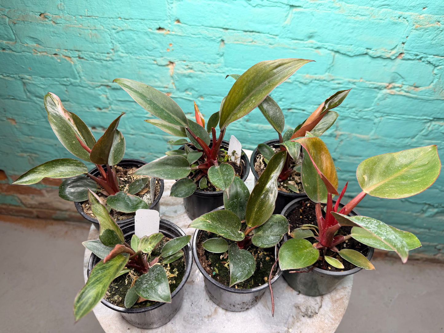 Philodendron Birkin Pink 4”