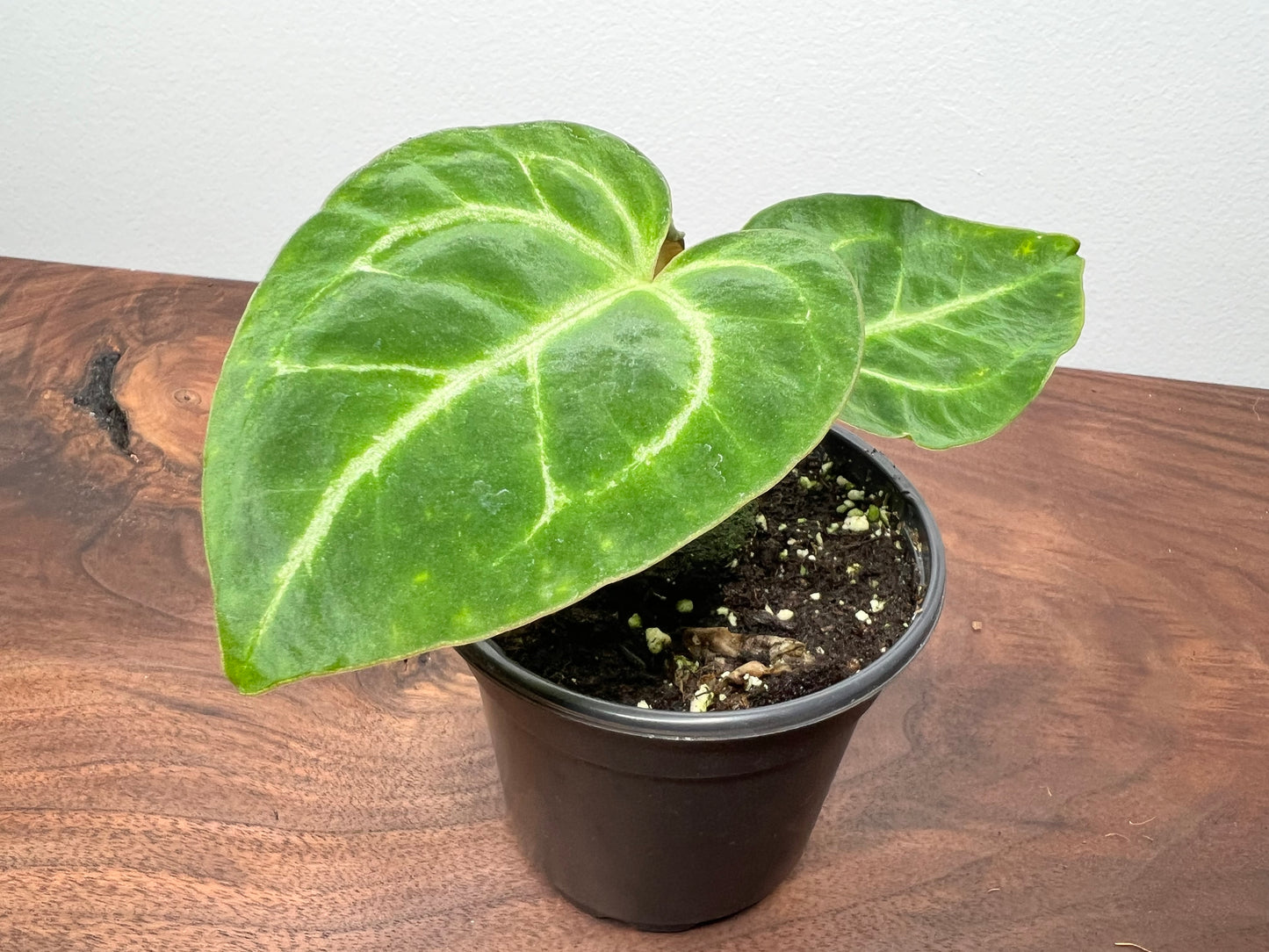 Anthurium Papi 4”