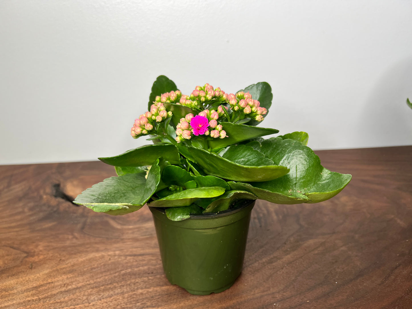 Kalanchoe