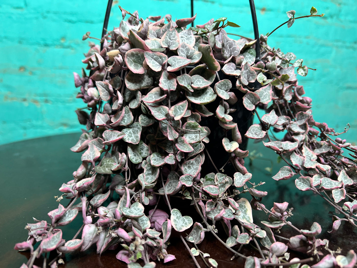 Variegated String of Hearts basket