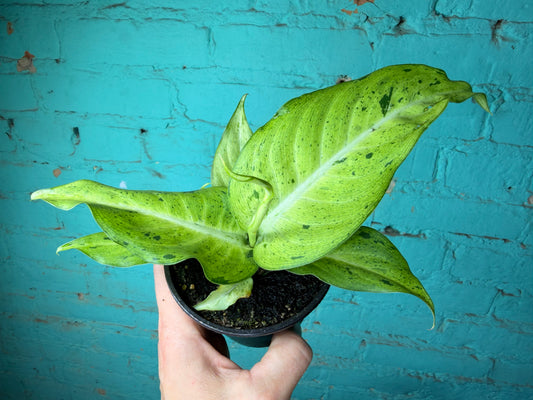 Dieffenbachia Camouflage 4”