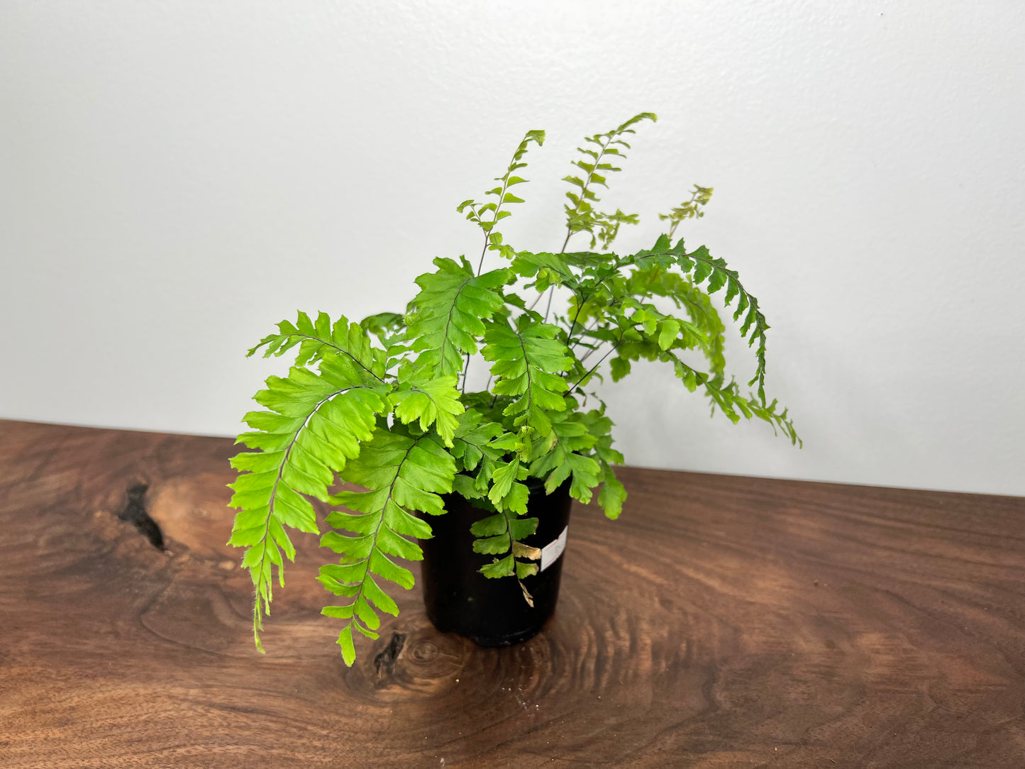 Rough Maidenhair fern