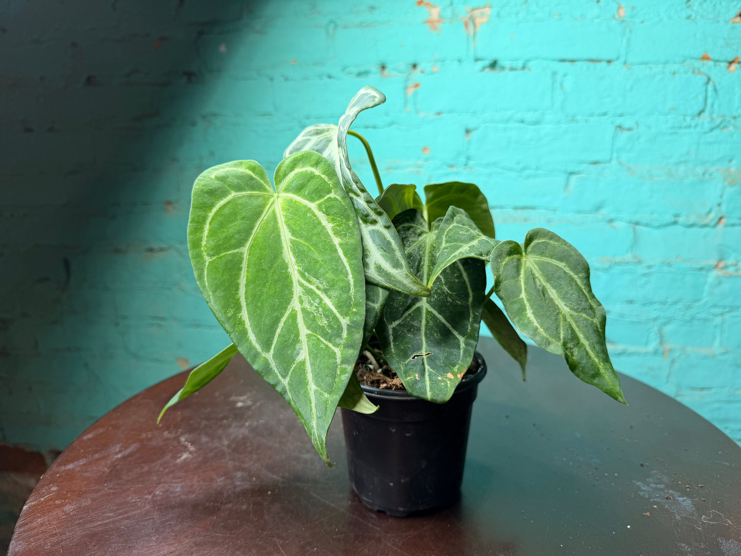 Anthurium Silver Blush Mint 4”